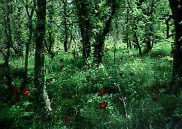 Διεθνής έκθεση φωτογραφίας στη Δαδιά Εβρου