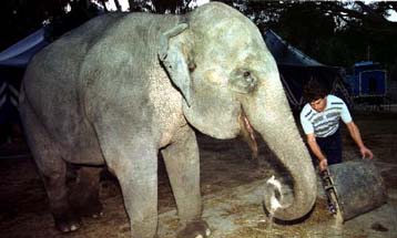 Ελέφαντας στη λεωφόρο Πειραιώς