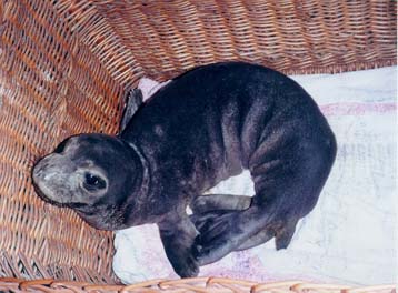 Εκκληση του MOM για τον Ακρίτα