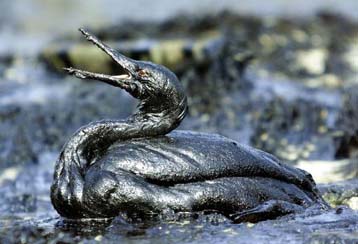 Πετρελαιοκηλίδα στις ακτές της θάλασσας του Μαρμαρά από το ναυάγιο ρωσικού τάνκερ