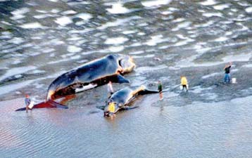 Φαλαινάκι σώζει τη μητέρα του στην Αργεντινή