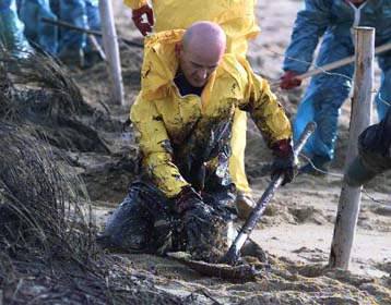 Δεκάδες γαλλικές ακτές έχουν ρυπανθεί από το πετρέλαιο του Ερικα