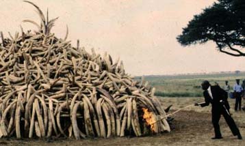 Σε 20 χρόνια φυλάκισης καταδικάστηκε λαθροκυνηγός ελεφάντων