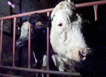 Στην αγορά και πάλι το βρετανικό βοδινό κρέας με κόκαλο