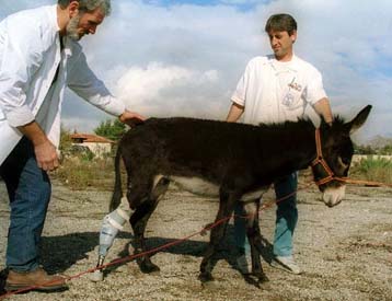 Τεχνητό πόδι σε κουτσό γαϊδουράκι