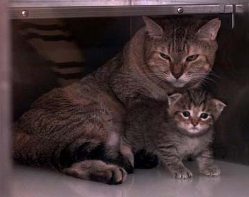 Η πρώτη θετή μητέρα στο ζωϊκό βασίλειο