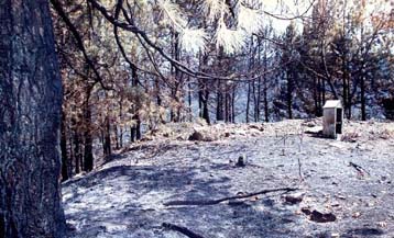 Παράνομη η εξαίρεση καμμένου δάσους από την αναδάσωση