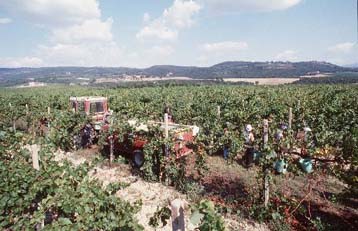 Διακρατική συνάντηση στην Τρίπολη για την προβολή των πελοποννησιακών κρασιών