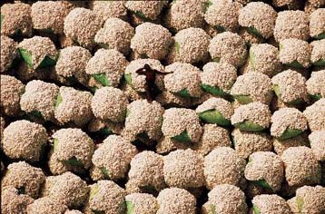 Η Γη από ψηλά είναι το νέο φωτογραφικό άλμπουμ του Ιάν Αρτούς-Μπερτράντ