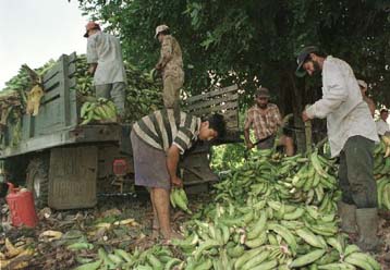 Οι Λατινοαμερικανοί παραγωγοί μπανάνας συσπειρώνονται ενάντια στην ΕΕ