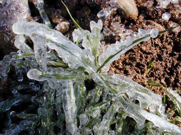 Το 70% της αγροτικής παραγωγής κατέστρεψε ο παγετός