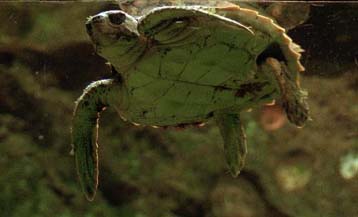 Με εξαφάνιση απειλούνται οι καρέτα-καρέτα και οι μονάχους-μονάχους