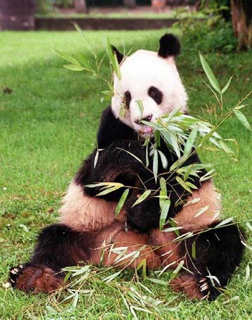 Πέθανε το μεγαλύτερο πάντα του ζωολογικού κήπου του Παρισιού