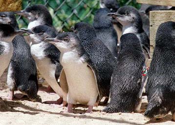 Πιγκουίνοι που καλύφθηκαν από πετρέλαιο αναρρώνουν σε νοσοκομείο ζώων