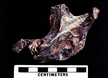 Δεν καταγόμαστε από τον «άνθρωπο» του Νεάντερταλ