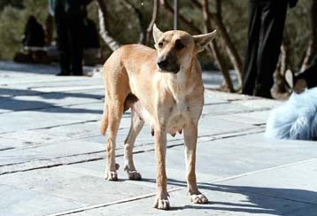 Αντιδράσεις φιλοζωικών σωματείων στο νομοσχέδιο για τα αδέσποτα