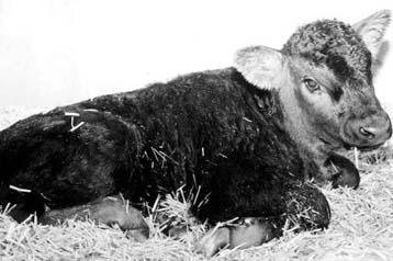 Η κλωνοποίηση πηγή νεότητας