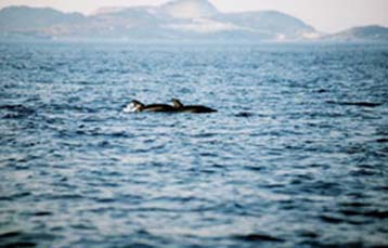 Επιδημία σκοτώνει τα δελφίνια στο Βόρειο Αιγαίο