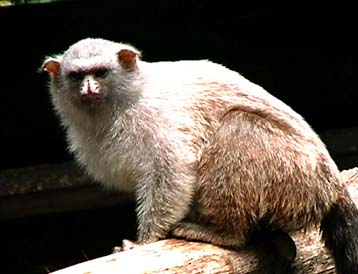 Δύο νέα είδη πιθήκων ανακάλυψε Ολλανδός ζωολόγος