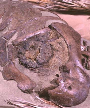 Βρέθηκε απολιθωμένη καρδιά δεινοσαύρου