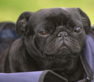 Επικίνδυνη η κατάναλωση σοκολάτας για τους σκύλους