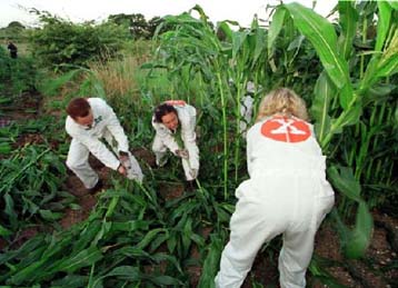 Η ΕΕ απέρριψε ενδεχόμενο έλεγχο των γενετικά τροποποιημένων τροφίμων