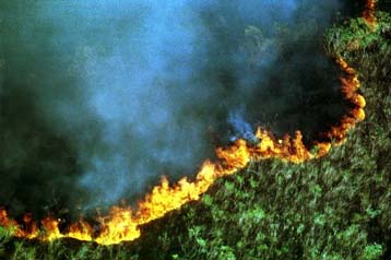 SOS εκπέμπει τo τροπικό δάσος του Αμαζονίου