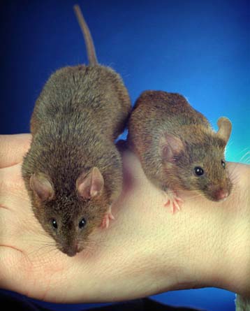 Γονίδιο μνήμης ανακάλυψαν Βρετανοί επιστήμονες σε ποντίκια