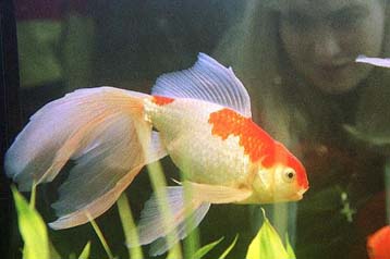 Γενετικά τροποποιημένος σολομός ενδέχεται να βρεθεί στο τραπέζι μας