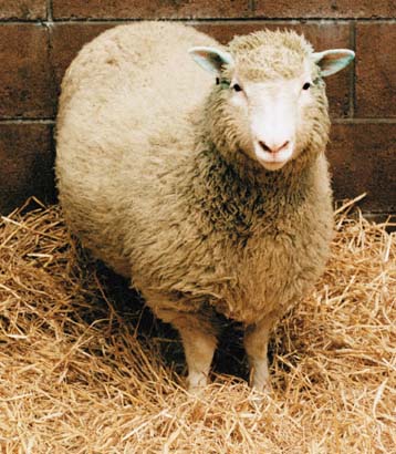 Ζημίες για δεύτερη συνεχή χρονιά ανακοίνωσε η εταιρεία που δημιούργησε την Ντόλι