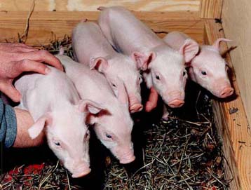 Πρώιμα κύτταρα από τον οργανισμό εμβρύων σε θεραπευτικές αποστολές