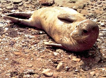 H MΟm ζητεί εθελοντές