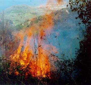 Υπό μερικό έλεγχο η πυρκαγιά στη Σάμο