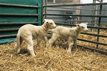 Αποδεκτός ο κλωνισμός εμβρύων για ερευνητικούς σκοπούς