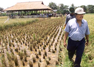 Ενα βήμα πριν από την πλήρη χαρτογράφηση του γονιδιώματος του ρυζιού
