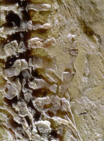 Απολίθωμα συνδέει έναν κρίκο στην εξελικτική αλυσίδα