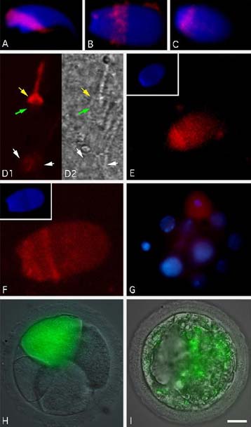 Ανοίγει το δρόμο στην κλωνοποίηση ανθρώπων η βρετανική κυβέρνηση