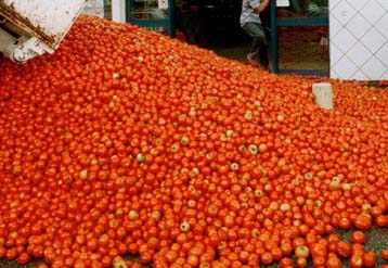 Γενετικά μεταλλαγμένες ντομάτες βοηθούν στην καταπολέμηση ασθενειών