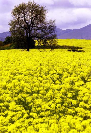 Αυξάνονται οι φόβοι για τους γενετικά μεταλλαγμένους σπόρους ατην Ευρώπη