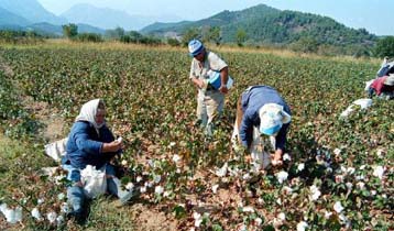 Γενετικά μεταλλαγμένοι σπόροι χρησιμοποιήθηκαν για την καλλιέργεια ελληνικού βαμβακιού