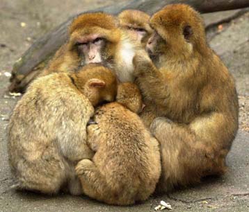 Πίθηκοι τροποποιήθηκαν γενετικά στη μήτρα