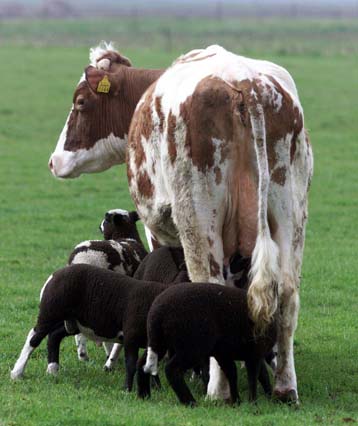 Νέο κρούσμα μολυσμένων με τοξικές ουσίες τροφίμων στο Βέλγιο