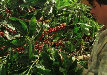 Ακριβότερος ο καφές από τον Ιούλιο