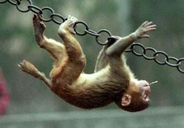 Δυσοίωνες οι προοπτικές επιβίωσης για πολλά πρωτεύοντα θηλαστικά