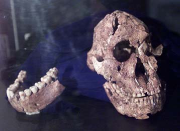 Βρέθηκαν απολιθώματα προγόνων του ανθρώπου ηλικίας 1,7 εκατ. χρόνων