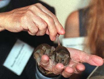 Πέθανε το πρώτο κλωνοποιημένο ποντίκι