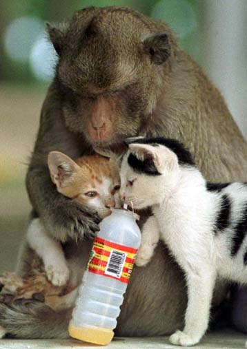 Ο οικοτουρισμός μπορεί να σώσει τα υπό εξαφάνιση είδη υποστηρίζει το WWF