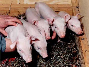 Ισπανοί επιστήμονες δημιουργούν μεγάλο τεχνητό ιό RNA