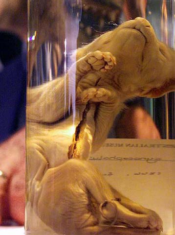 Γενετιστές θέλουν να επαναφέρουν στη ζωή την Τίγρη της Τασμανίας