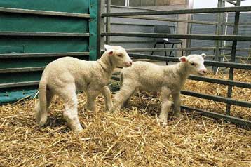 Ερχεται ο επιλεκτικός κλωνισμός